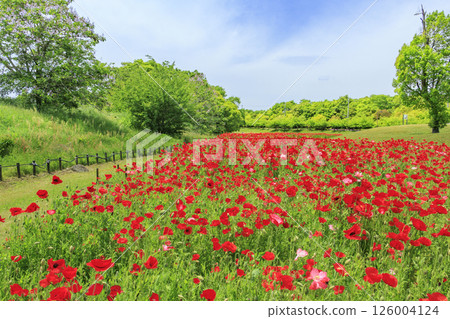盛開的鮮味山公園罌粟 盛開的鮮味山公園罌粟 126004124