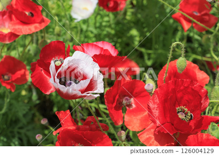 Umami Hill Park Poppy in full bloom 126004129