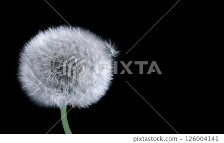 Close-up of a dandelion against a dark  background. Panoramic photo, a flower on the right side of the picture and a couple of parachutes fly out - seeds 126004141