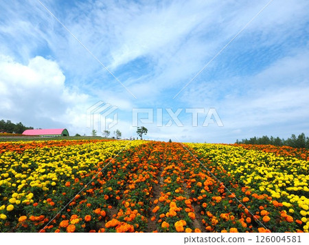 遍佈四季彩山的五彩花田 |富良野、美瑛和北海道中部的絕美花景 126004581