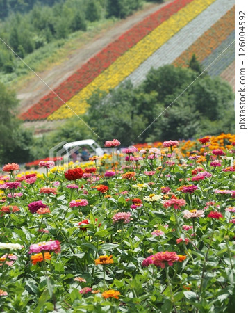 Colorful flower fields spreading across Shikisai Hill | Stunning flower scenery in Furano, Biei, and central Hokkaido 126004592