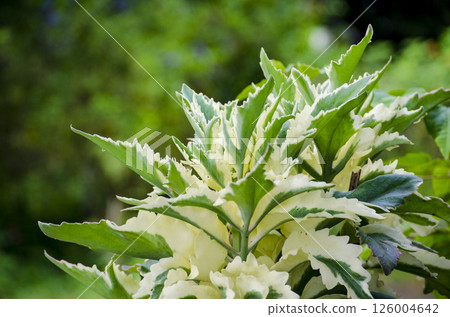 Dracaena or ornamental grass with customizable space for text. Flora and Nature beauty concept. 126004642