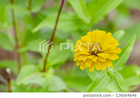 Zinnia flower with customizable space for text. Nature beauty concept. Zinnia flower with customizable space for text. Nature beauty concept. 126004646