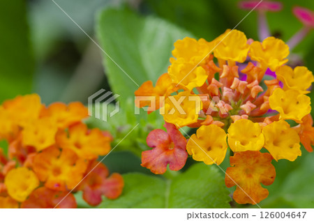 Close up of Lantana camara flower with customizable space for text or ideas. Close up of Lantana camara flower with customizable space for text or ideas. 126004647