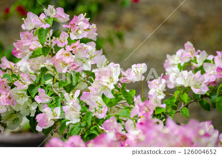 Pink paper flowers with customizable space for text of use for design. Flora and Nature beauty concept. Pink paper flowers with customizable space for text of use for design. Flora and Nature beauty concept. 126004652