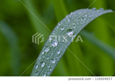 Leaf with water droplets with customizable space for text or ideas. Nature beauty concept. Leaf with water droplets with customizable space for text or ideas. Nature beauty concept. 126004657
