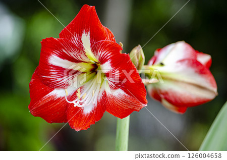 Beautiful Amaryllis red and white flower with customizable space for text. Flora and Nature beauty concept. Beautiful Amaryllis red and white flower with customizable space for text. Flora and Nature beauty concept. 126004658