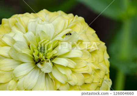 Cosmos sulphureus flower with customizable space for text. Nature beauty and flora concept. 126004660