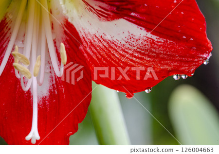Close up view of Amaryllis or Hippeastrum flower with customizable space for text or ideas. Nature beauty concept. Close up view of Amaryllis or Hippeastrum flower with customizable space for text or ideas. Nature beauty concept. 126004663