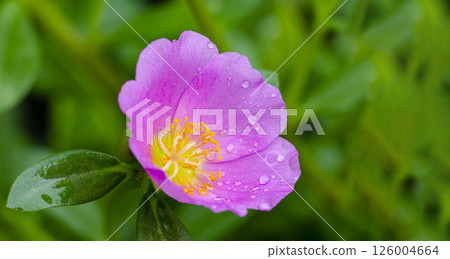 Droplets on Portulaca grandiflora flower with customizable space for text or ideas. Nature beauty concept. 126004664