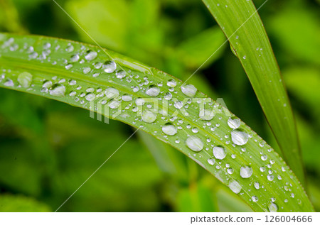 Beautiful Leaf with water droplets with customizable space for text. Flora and Nature beauty concept. 126004666