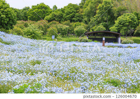 鮮味山公園：盛開的粉蝶花和春天的花朵 126004670