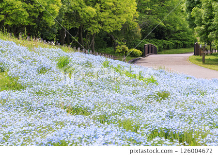 鮮味山公園：盛開的粉蝶花和春天的花朵 126004672