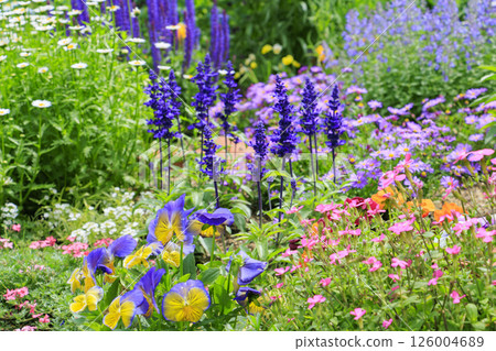 Umami Hill Park: Nemophila hills in full bloom and spring flowers Umami Hill Park: Nemophila hills in full bloom and spring flowers 126004689