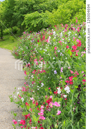 Umami Hill Park: Nemophila hills in full bloom and spring flowers Umami Hill Park: Nemophila hills in full bloom and spring flowers 126004694