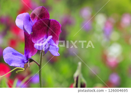 Umami Hill Park: Nemophila hills in full bloom and spring flowers 126004695