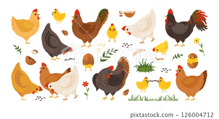 Cute chicken. Cartoon hen and rooster, farm characters, bird organic egg, cock animal various breed. Small nest, funny poultry, baby family on lawn. Easter symbol vector isolated illustration 126004712