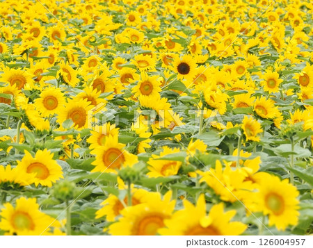 The sunflower fields of Hokuryu Town that stretch out as far as the eye can see | A spectacular flower spot in Hokkaido that you'll want to visit in August and during the summer holidays The sunflower fields of Hokuryu Town that stretch out as far as the eye can see | A spectacular flower spot in Hokkaido that you'll want to visit in August and during the summer holidays 126004957