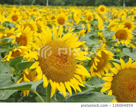 北龍町一望無際的向日葵田 |北海道絕美的賞花勝地,八月和暑假期間不容錯過 北龍町一望無際的向日葵田 |北海道絕美的賞花勝地,八月和暑假期間不容錯過 126004959