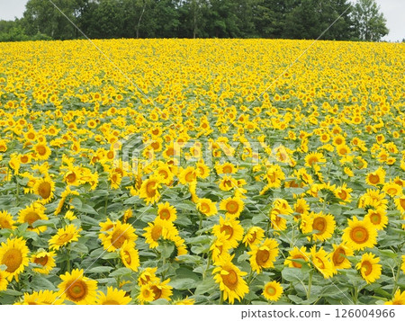 The sunflower fields of Hokuryu Town that stretch out as far as the eye can see | A spectacular flower spot in Hokkaido that you'll want to visit in August and during the summer holidays 126004966