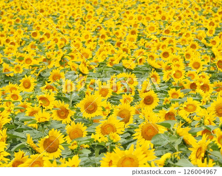 The sunflower fields of Hokuryu Town that stretch out as far as the eye can see | A spectacular flower spot in Hokkaido that you'll want to visit in August and during the summer holidays The sunflower fields of Hokuryu Town that stretch out as far as the eye can see | A spectacular flower spot in Hokkaido that you'll want to visit in August and during the summer holidays 126004967