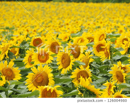 The sunflower fields of Hokuryu Town that stretch out as far as the eye can see | A spectacular flower spot in Hokkaido that you'll want to visit in August and during the summer holidays 126004980