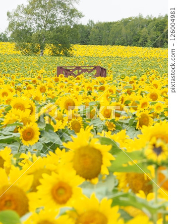The sunflower fields of Hokuryu Town that stretch out as far as the eye can see | A spectacular flower spot in Hokkaido that you'll want to visit in August and during the summer holidays 126004981