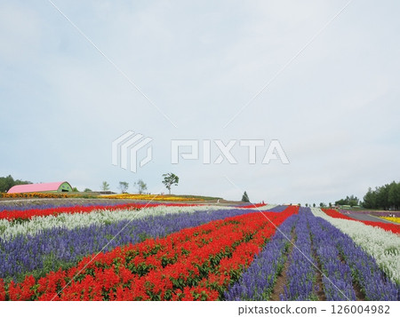 Colorful flower fields spreading across Shikisai Hill | Stunning flower scenery in Furano, Biei, and central Hokkaido Colorful flower fields spreading across Shikisai Hill | Stunning flower scenery in Furano, Biei, and central Hokkaido 126004982
