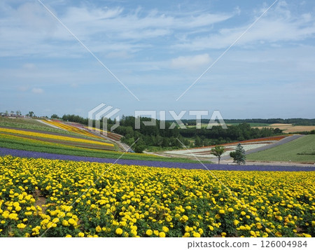 遍佈四季彩山的五彩花田 |富良野、美瑛和北海道中部的絕美花景 126004984