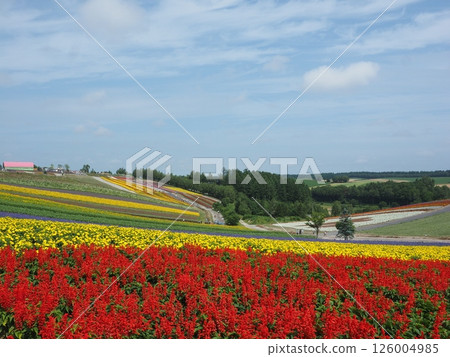 遍佈四季彩山的五彩花田 |富良野、美瑛和北海道中部的絕美花景 遍佈四季彩山的五彩花田 |富良野、美瑛和北海道中部的絕美花景 126004985