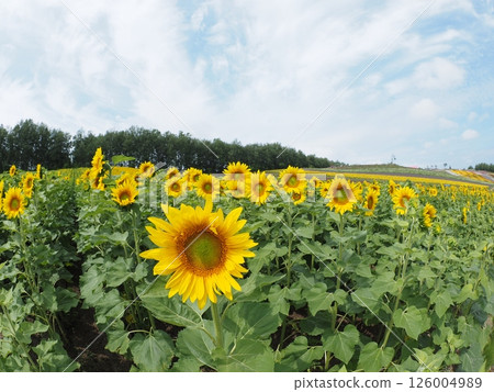 Colorful flower fields spreading across Shikisai Hill | Stunning flower scenery in Furano, Biei, and central Hokkaido 126004989