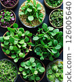 Vibrant assortment of fresh microgreens in wooden and glass bowls for healthy cooking and urban gardening inspiration 126005640