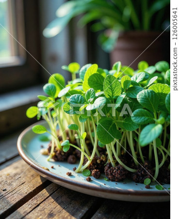 Vibrant microgreens growing on sunlit wooden table for sustainable living concepts Vibrant microgreens growing on sunlit wooden table for sustainable living concepts 126005641