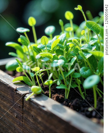 Vibrant spring seedlings in wooden planter box for sustainable gardening inspiration 126005642