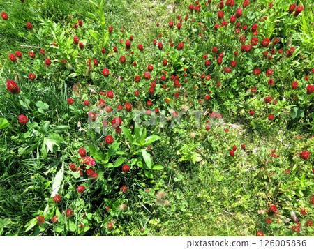 Crimson Clover 126005836