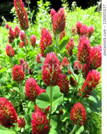 深紅色三葉草 深紅色三葉草 126005837