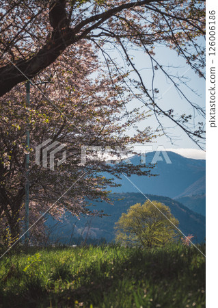Cherry blossoms and mountains starting to fall Cherry blossoms and mountains starting to fall 126006186