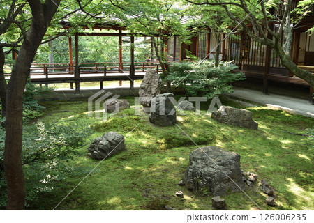 初夏的建仁寺春庭（京都市東山區） 126006235