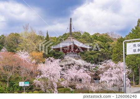 【第8复田所】熊谷寺櫻花與多寶塔【四國88寺院】 126006240