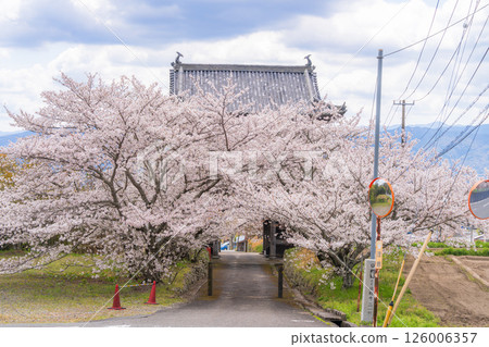 [No.8 Fudasho] 熊谷寺 正門櫻花排 [四國88寺] 126006357