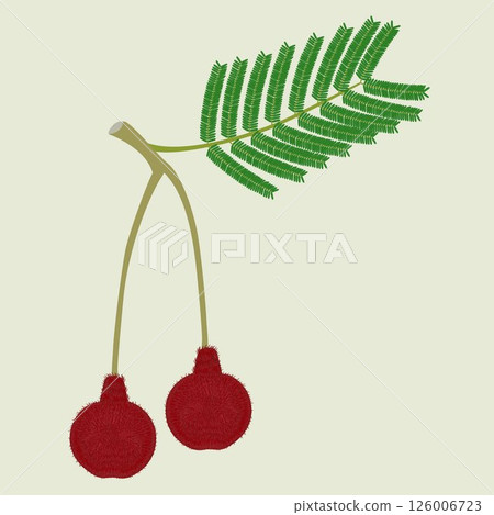 Branch with fruits parkia biglobosa mimosaceae on green a background. 126006723