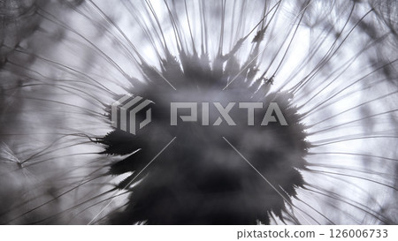 Misty breath of dandelion. Dandelion close-up silhouette against the light 126006733