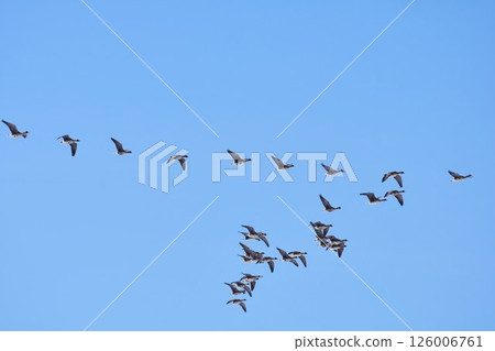 A flock of geese fly north in a V formation in spring in Hokkaido. 126006761