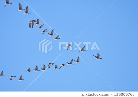 A flock of geese fly north in a V formation in spring in Hokkaido. 126006763