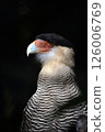 expressive close-up portrait of caracara bird of prey with dark background 126006769