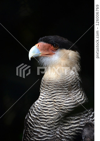 expressive close-up portrait of caracara bird of prey with dark background expressive close-up portrait of caracara bird of prey with dark background 126006769