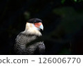expressive close-up portrait of caracara bird of prey with dark background 126006770