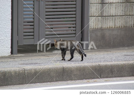 居民區的流浪貓 居民區的流浪貓 126006885