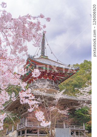 [8th Fudasho] Kumagaya Temple Cherry Blossoms and Tahoto Pagoda [Shikoku 88 Temples] 126006920