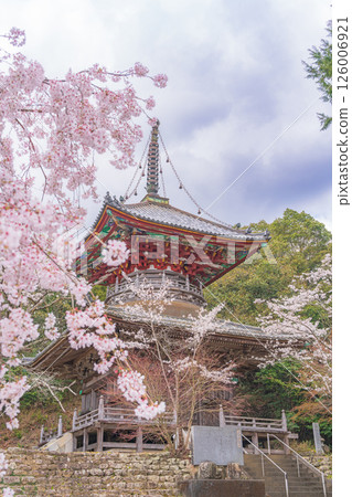 【第8复田所】熊谷寺櫻花與多寶塔【四國88寺院】 【第8复田所】熊谷寺櫻花與多寶塔【四國88寺院】 126006921